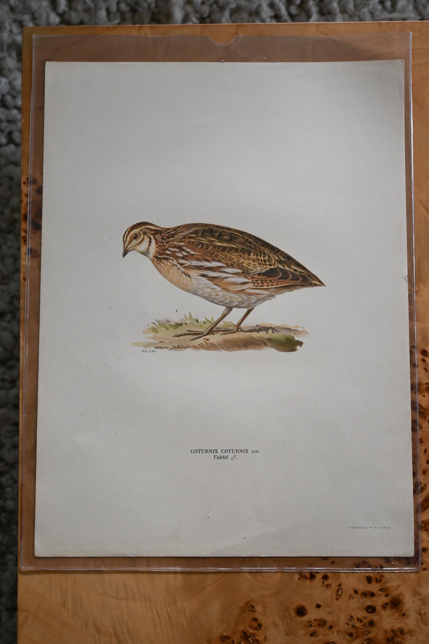 Litografi Svenska Fåglar