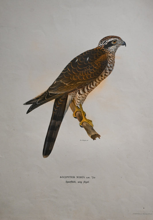 Litografi Svenska Fåglar