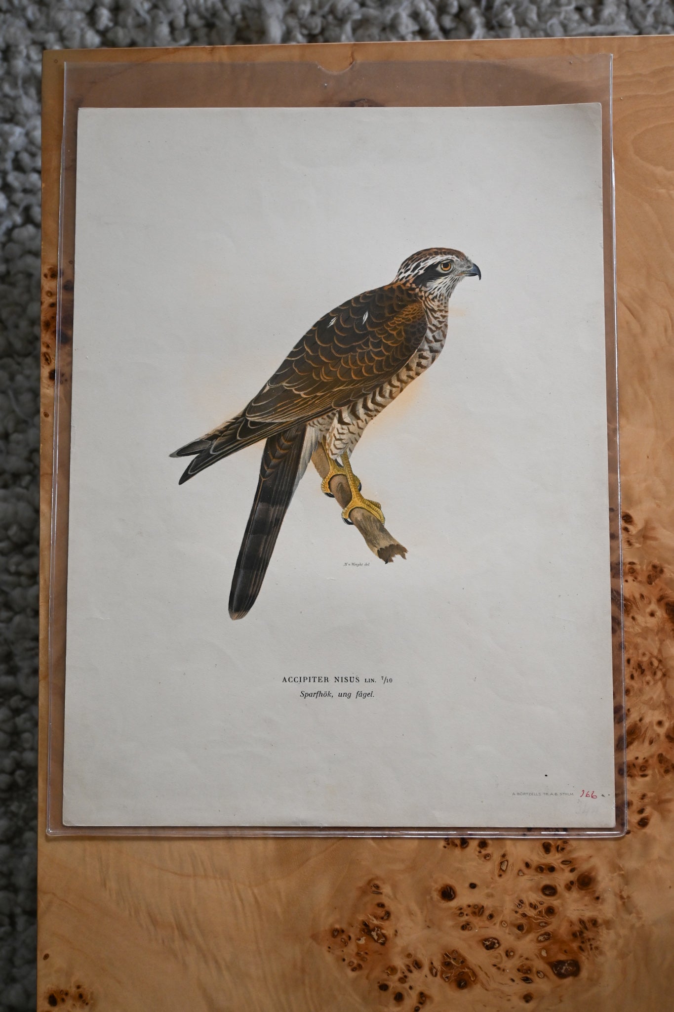 Litografi Svenska Fåglar