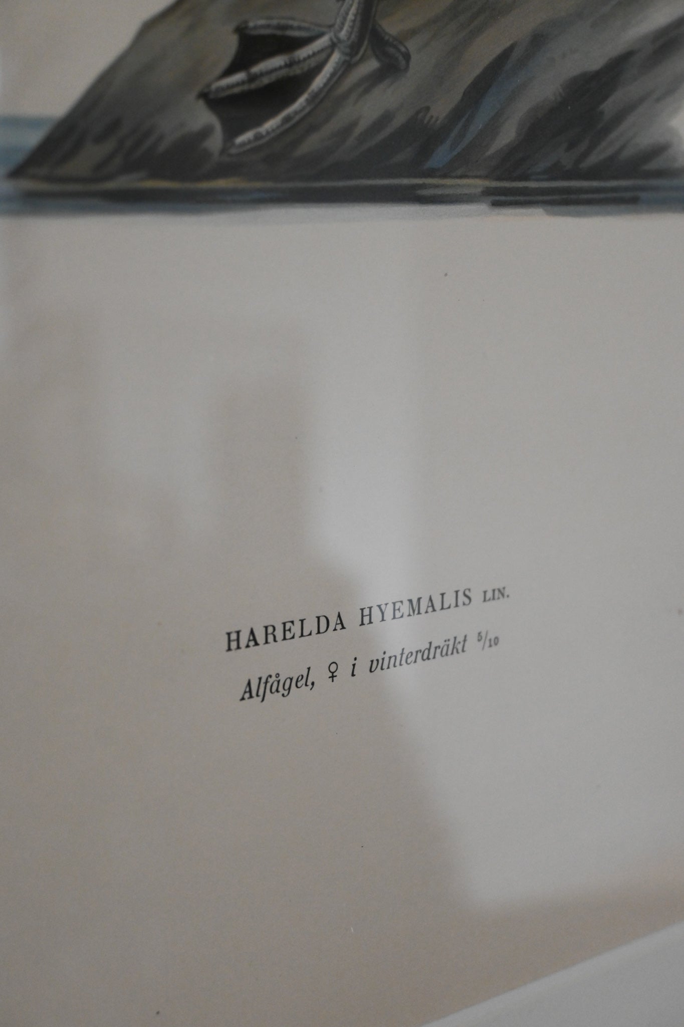 Litografi Svenska Fåglar