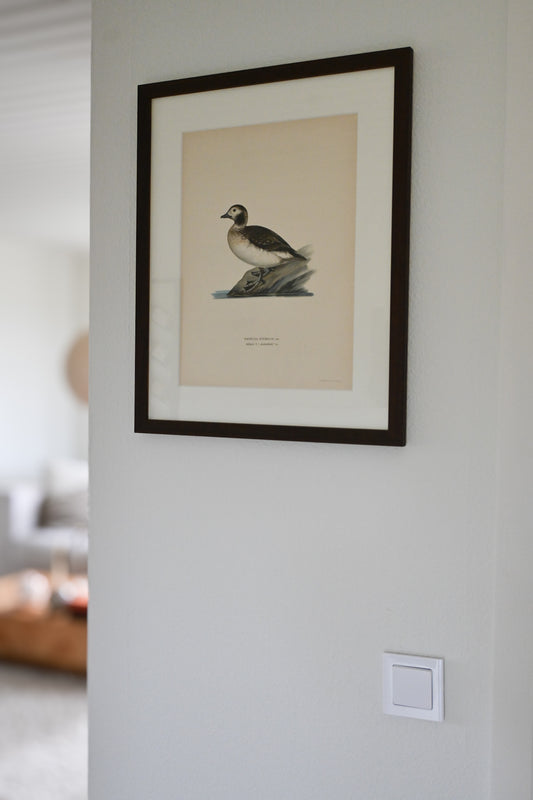 Litografi Svenska Fåglar