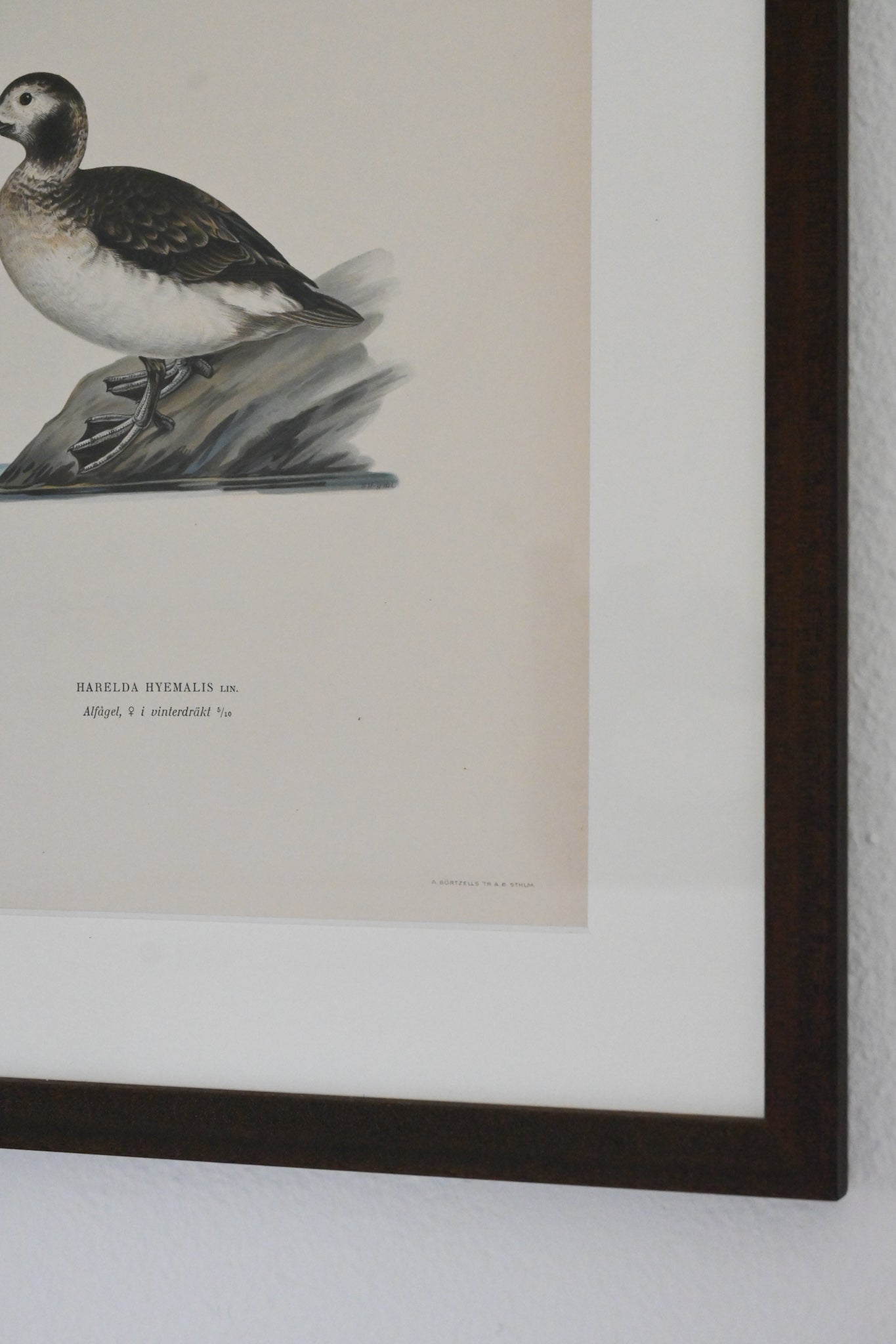 Litografi Svenska Fåglar