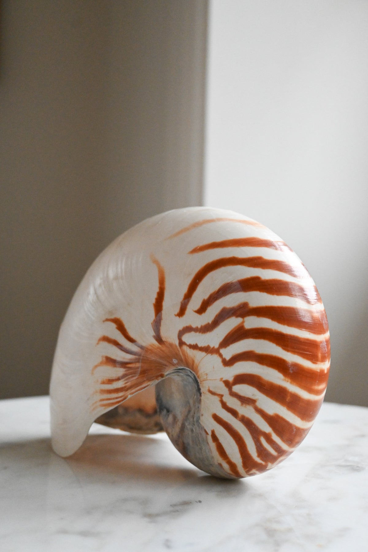 Nautilussnäcka