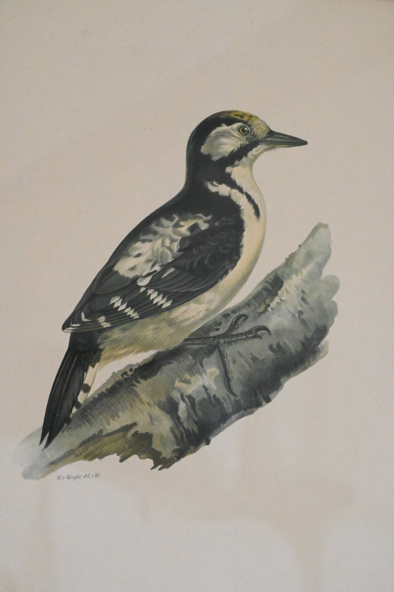 Litografi "Svenska Fåglar" Von Wright