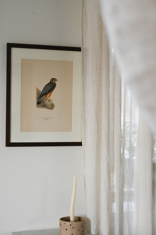 Litografi Svenska Fåglar