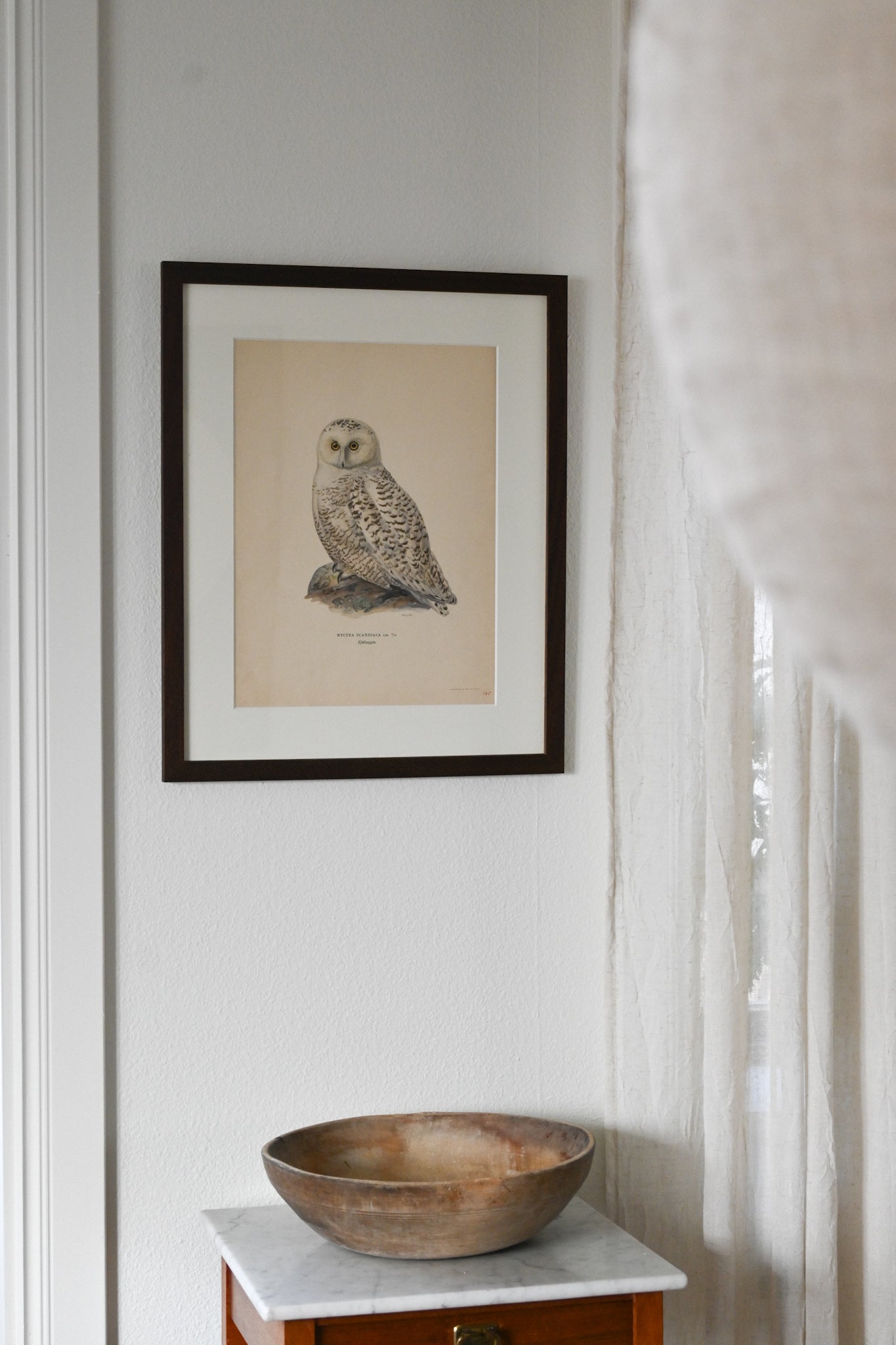 Litografi Svenska Fåglar