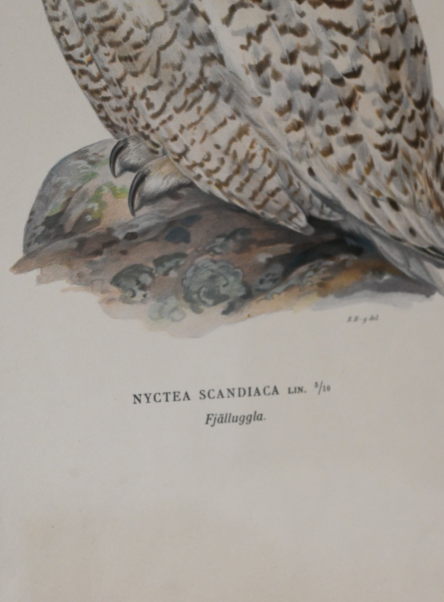 Litografi Svenska Fåglar