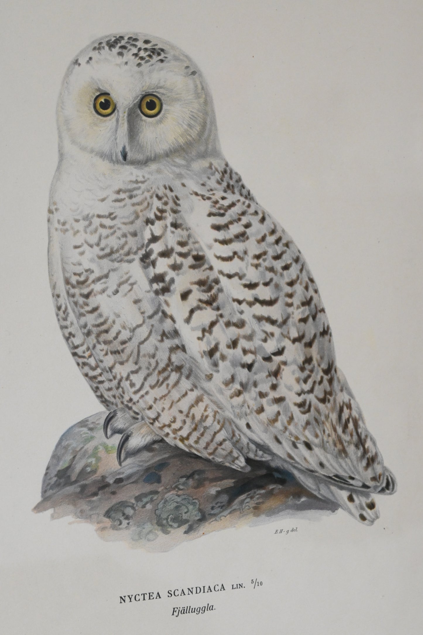 Litografi Svenska Fåglar