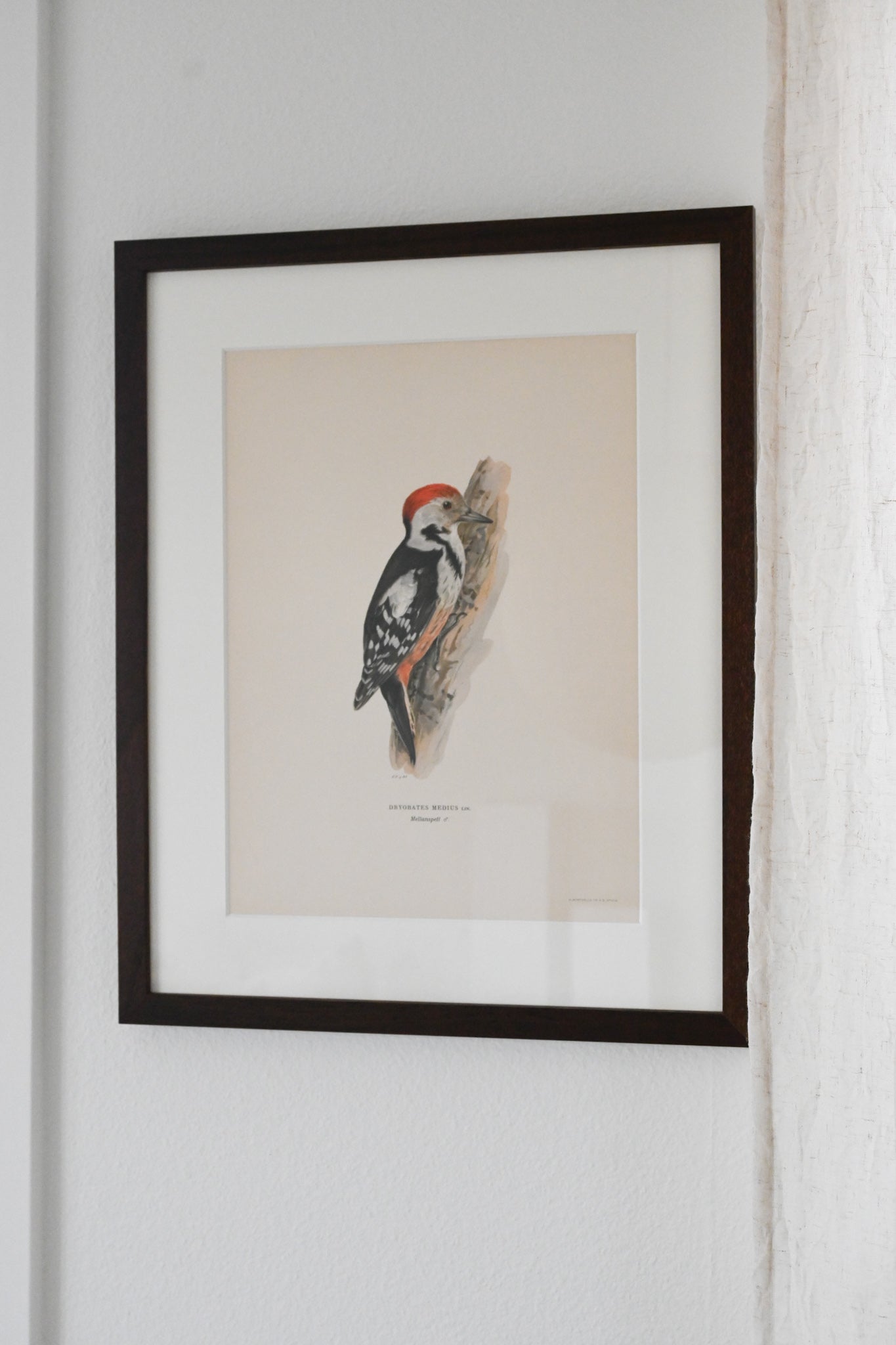 Litografi Svenska Fåglar