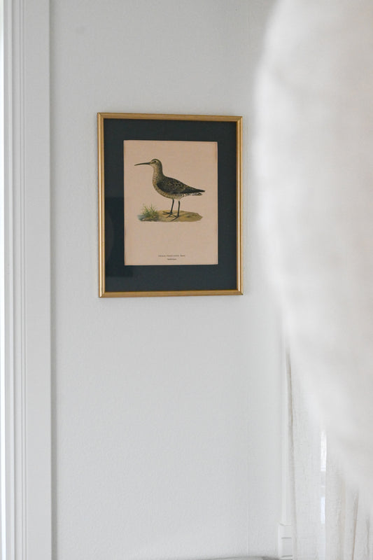 Litografi "Svenska Fåglar" Von Wright